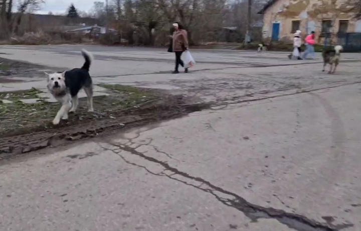 Бродячие собаки оккупировали центр поселка Ломинцевский в Щекинском районе Бродячие собаки оккупировали центр поселка Ломинцевский в Щекинском районе