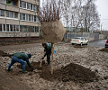 На Молодежном бульваре в Туле высадят 112 деревьев и около 150 кустарников