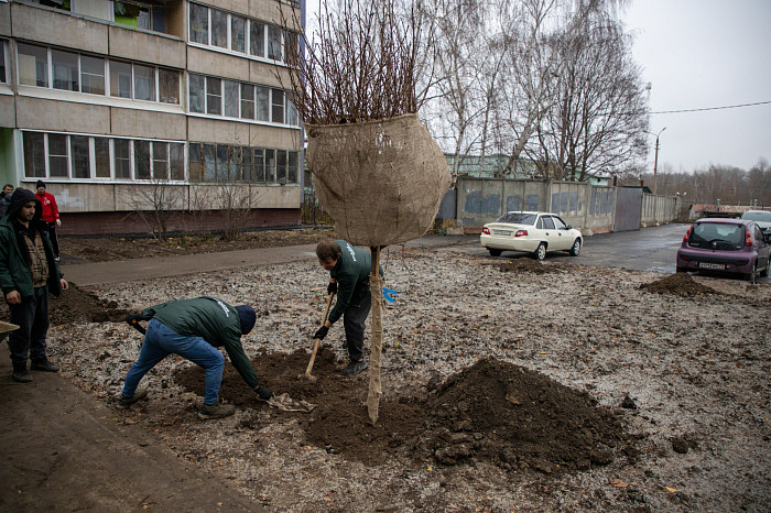 На Молодежном бульваре в Туле высадят 112 деревьев и около 150 кустарников