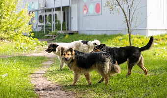 В Донском бездомные собаки покусали с апреля 18 детей и 19 взрослых