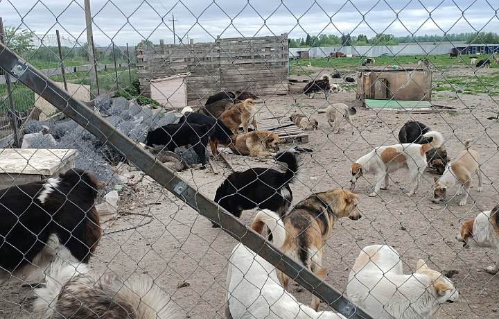 Одоевский приют для животных может закрыться из-за финансовых трудностей