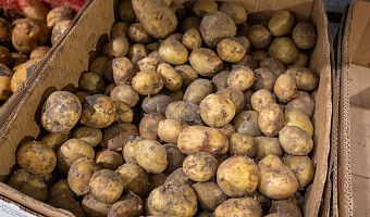 За неделю в Тульской области выросли цены на картофель, огурцы и сахар