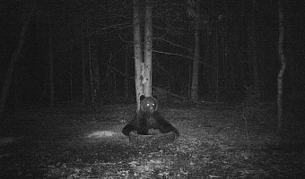 В Тульской области находят следы бурого медведя: что делать, чтобы избежать опасности при встрече с ним
