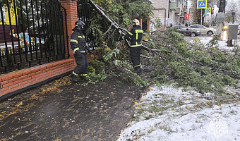 В Тульской области из-за непогоды упали 25 деревьев