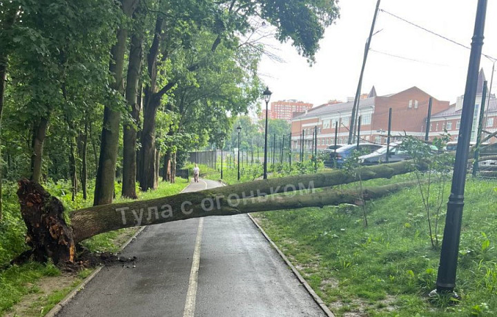 В Платоновском парке в Туле рухнули несколько деревьев