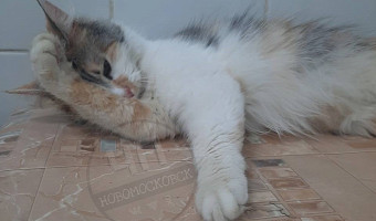 В Новомосковске пожарные спасли кошку, которая неделю просидела на балконе без еды