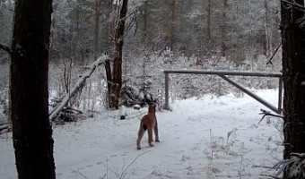 На границе Тульской и Калужской областей заметили рысь с детенышем