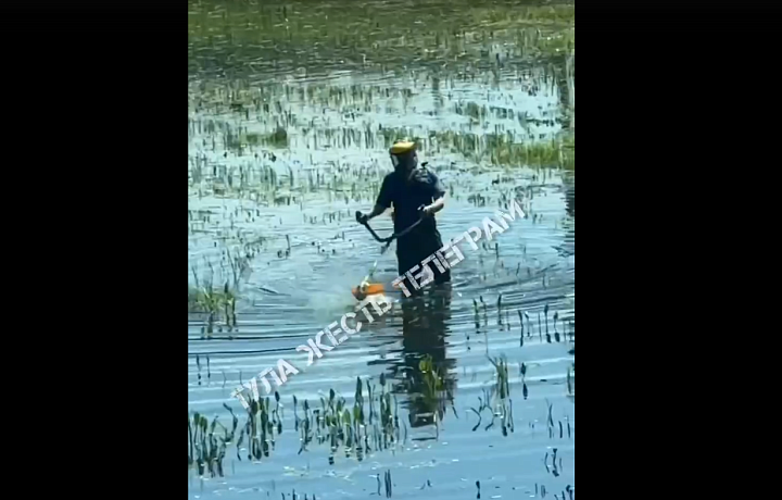 В Туле на Калужском шоссе косильщик решил «постричь» воду в болоте