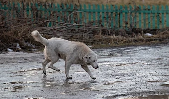 В Кимовске собаки загрызли женщину: это не первый случай нападения животных, по всей области начнутся проверки по отлову