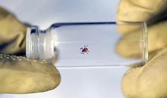 ﻿С 1 марта клещи покусали 48 жителей Тульской области