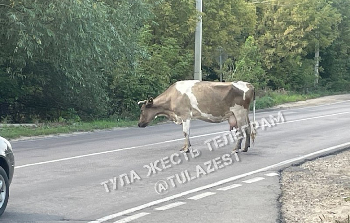 В Тульской области корова перегородила проезжую часть