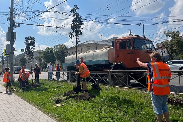 В Туле посадят более 1 500 новых деревьев